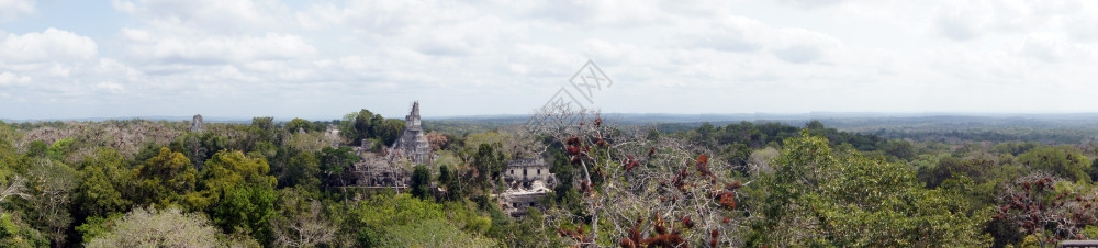 危地马拉提卡尔森林和废墟全景图片