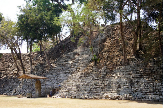 洪都拉斯科潘古石金字塔上的树图片