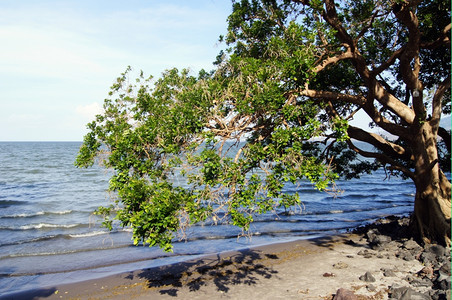 尼加拉瓜湖Ometepe岛Ometepe岛海滩上的大树图片