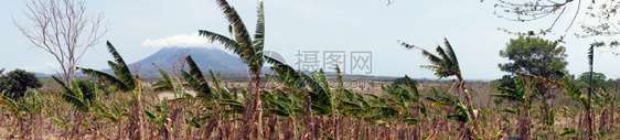 尼加拉瓜奥梅特佩岛香蕉种植园和火山的全景图片