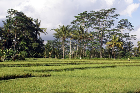 绿稻田和巴里因多尼西亚的云和绿稻田图片