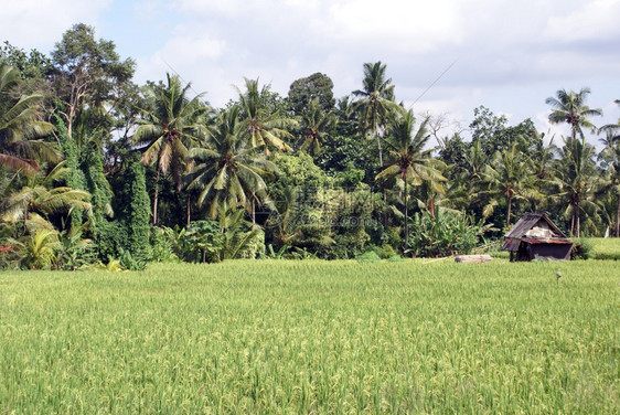 绿稻田棕榈树和巴厘的房屋图片