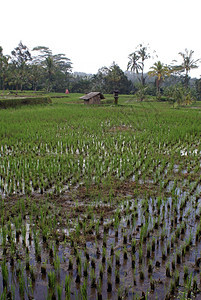 印度尼西亚巴厘岛湿稻田和棕榈树图片