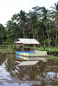 水稻田和巴厘小屋的水图片