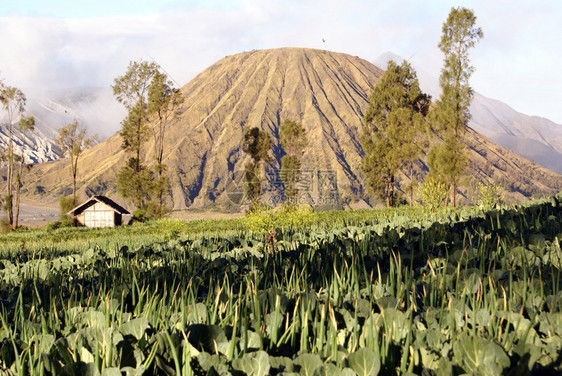 洋葱火山锥和田地印度尼西亚爪哇图片