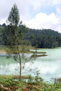 泰拉加沃纳湖的树印度尼西亚爪哇迪昂高原图片