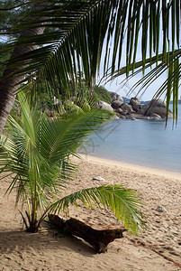 泰国KoSamui珊瑚湾海滨和棕榈树图片