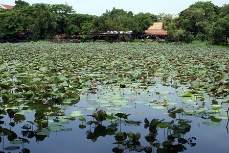 泰国中部Ayuthaya历史公园的Lotus池塘图片