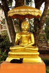 金佛和黑猫在泰国中部阿尤萨亚Ayuthaya瓦特图片