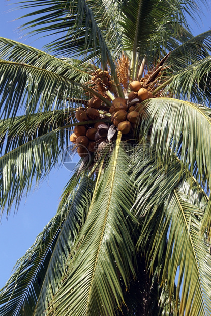 泰国热带岛屿上的椰子棕榈树图片