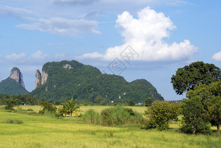 泰国南部绿草山丘和树木图片