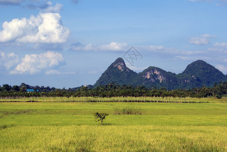 泰国南部绿草和山丘图片