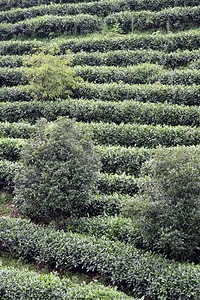 山上的茶叶种植园图片