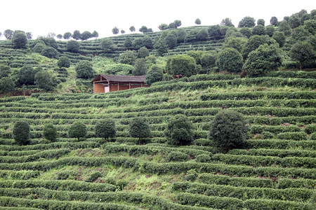山丘木屋和茶叶种植园图片