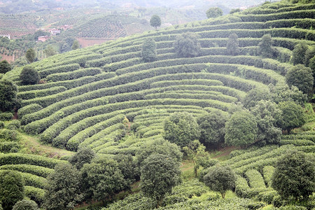 延武附近山上的茶叶种植园图片