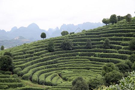 延武附近的山上茶叶种植园图片