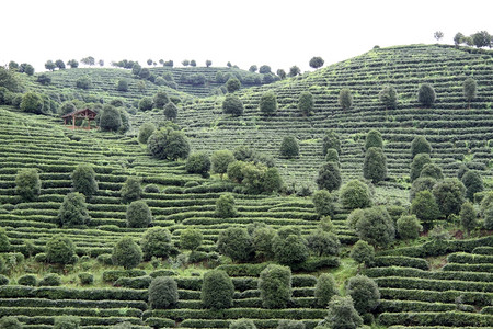 延秀山坡上的茶叶扰动图片