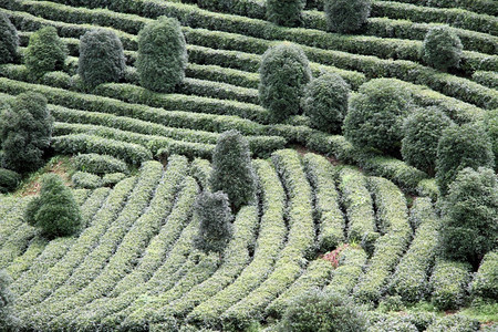 延武附近的树木和茶叶灌丛图片