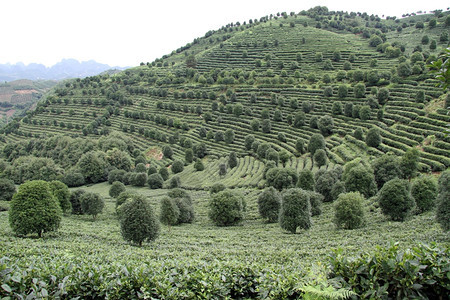 康吉纳延肖附近山丘上的绿色茶叶种植园图片