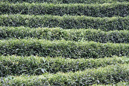 茶叶种植园附近的小布什图片