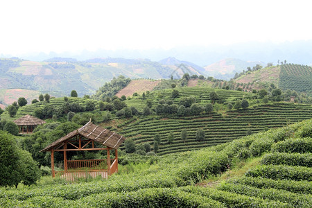 延武附近的木屋和茶叶种植园图片