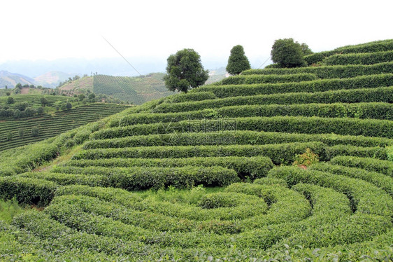 延武附近的茶叶种植园图片