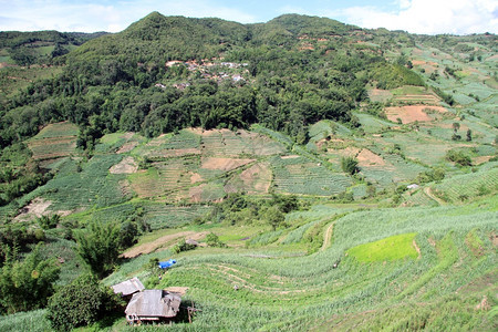 云南山谷甘蔗和茶叶种植园图片