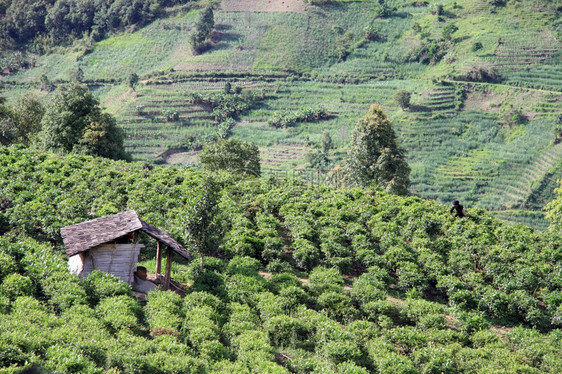 云南茶叶植物图片