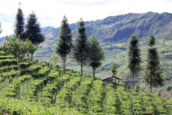 山坡上的树木和茶叶种植园图片