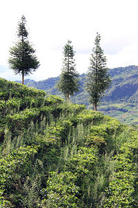 云南山坡上的树木和茶叶种植图片