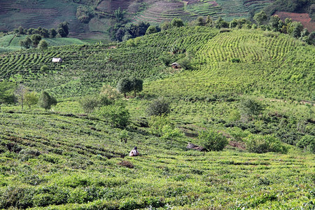 云南的妇女和茶叶种植图片