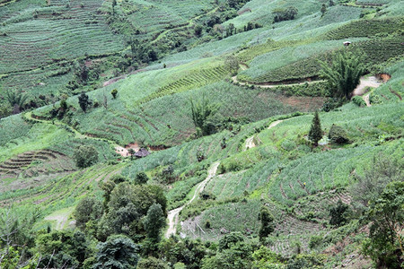 云南山谷的公路和种植园图片