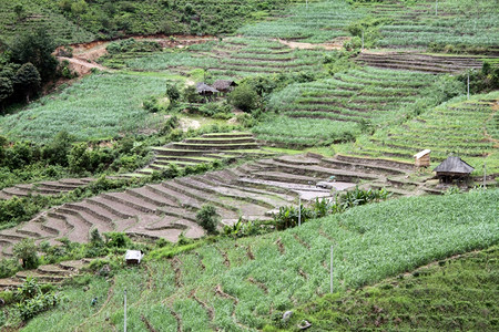 云南大米和茶叶种植园图片