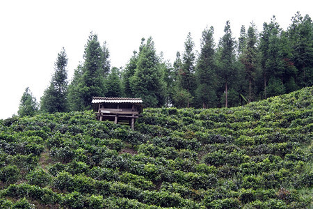 云南木棚和茶叶种植园图片