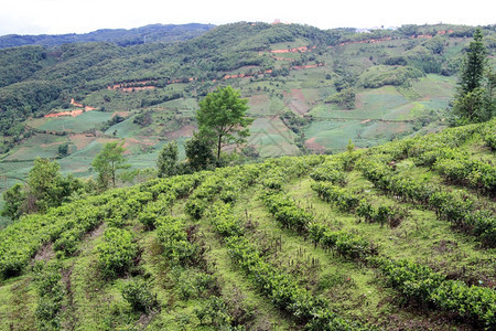 云南山坡上的茶叶种植园图片