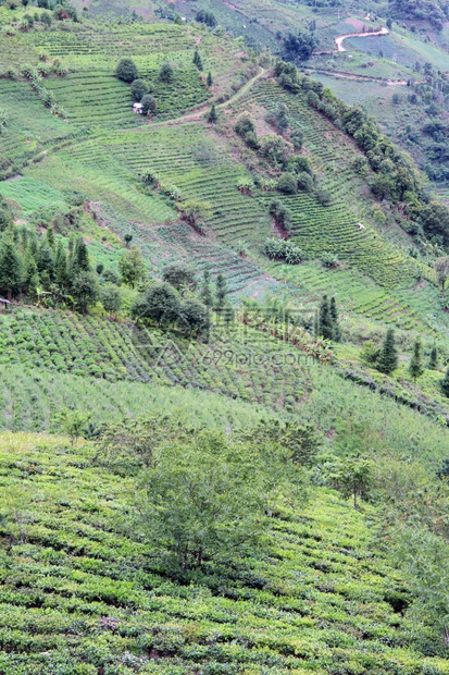 云南的公路和茶叶种植园图片