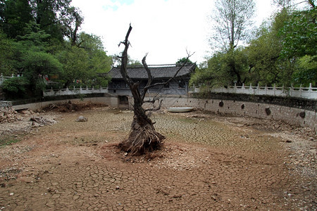 里江黑龙沙捞的干树和空池塘图片