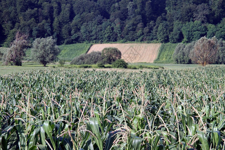 克罗地亚的玉米田和森林图片