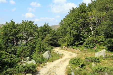 黑山区森林中的肮脏道路图片