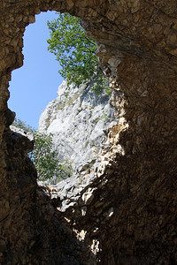 洞的隧道和树图片