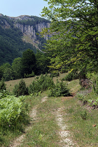 山上树旁有两条徒步道蒙泰格背景图片