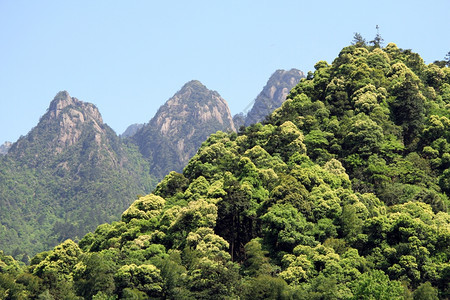 黄山有绿树的图片