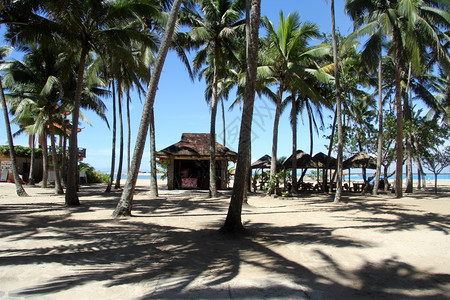 海南岛沙滩上的棕榈树图片