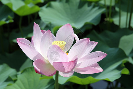 佛教莲花大粉莲和池塘绿叶背景