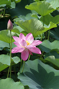 池塘中的巴德和莲花图片