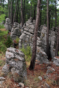 秋松树林中的岩石图片