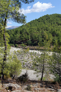 土耳其南部Koprululu峡谷附近山区河流和森林背景图片