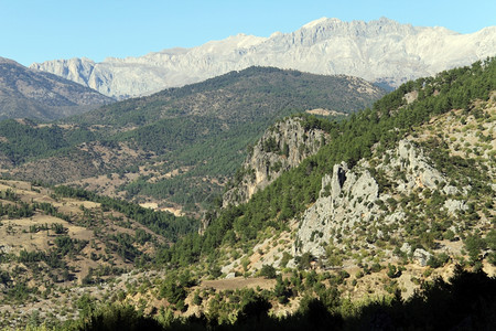 土耳其山坡上的森林图片