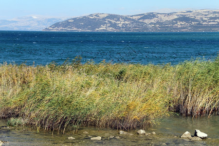 土耳其Egirdir蓝湖上的黑鸭背景图片