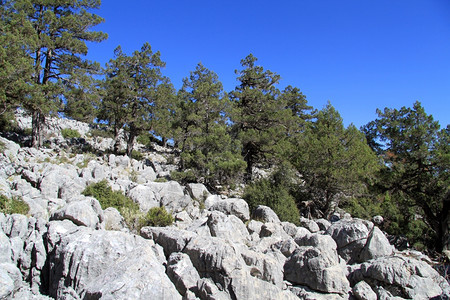 土耳其森林中大岩石上的松树图片